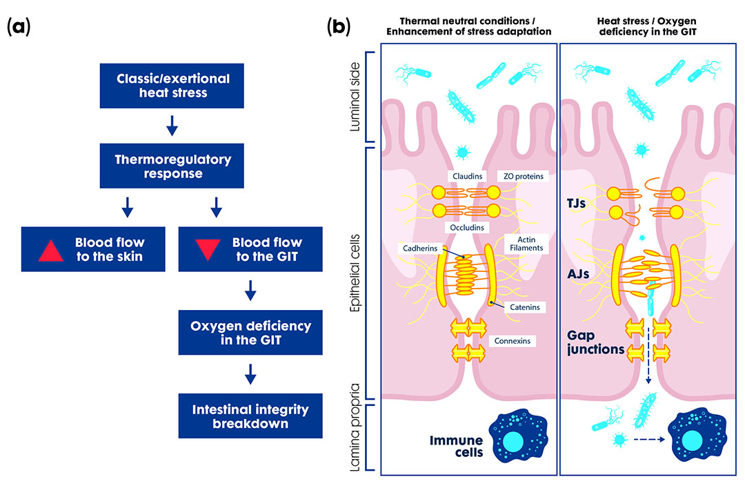 Oxygen deficiency (a) harms gut wall mechanism and cell structures (b) allowing pathogen translocation, nutrient malabsorption. Adapted from Lian et al., 2020 Photo: Trouw Nutrition