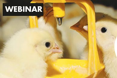 Webinar on Young Animal Feed