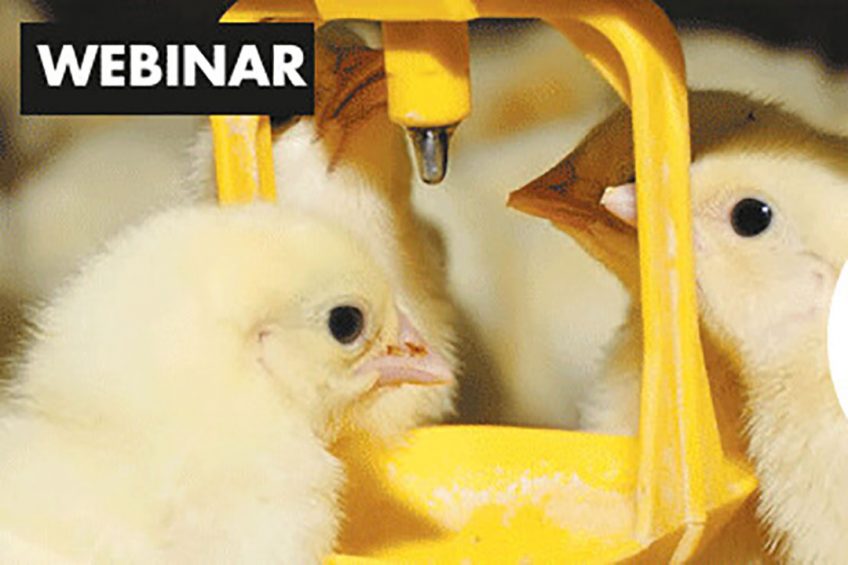 Webinar on Young Animal Feed