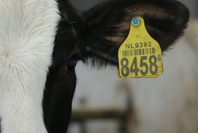 Microalgae is ideal for improving the growth performance in calves. Photo: Henk Riswick