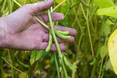 Dehulling the lupins would improve the protein level by removing the quantity of fibre. Photo: Frank Uijlenbroek