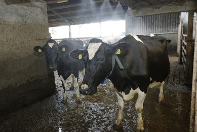 Misting systems to make the barn climate more pleasant during extreme summers, are popular, but it is very wise to continuously measure the relative humidity in the barn. Photo: Henk Riswick