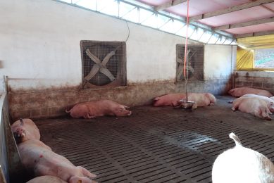 Forced ventilation is a strategy very used by farmers inside newer sheds in order to face high temperatures all over the country. Photo: Daniel Azevedo