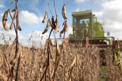 Oilseed prices. Photo: Mark Pasveer