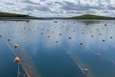 The company has four Seaweed farms: in Morocco, India and two in Ireland. Last year, another test location was added off the coast of Scheveningen in the Netherlands. Photo: The Seaweed Company