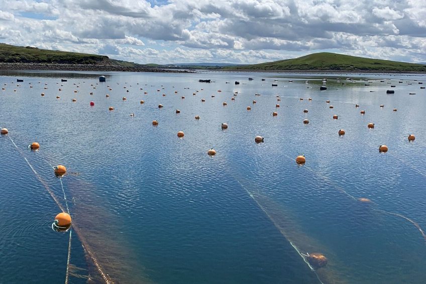 The company has four Seaweed farms: in Morocco, India and two in Ireland. Last year, another test location was added off the coast of Scheveningen in the Netherlands. Photo: The Seaweed Company