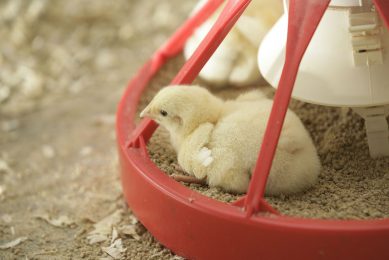 For broilers at one to two weeks of age, the main objective should be to reach a stable and diverse gut microbiome. Photo: Koos Groenewold