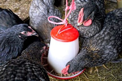Feed manufacturers in China have been switching to cheaper alternatives for poultry feed. Photo: Brett Jordan