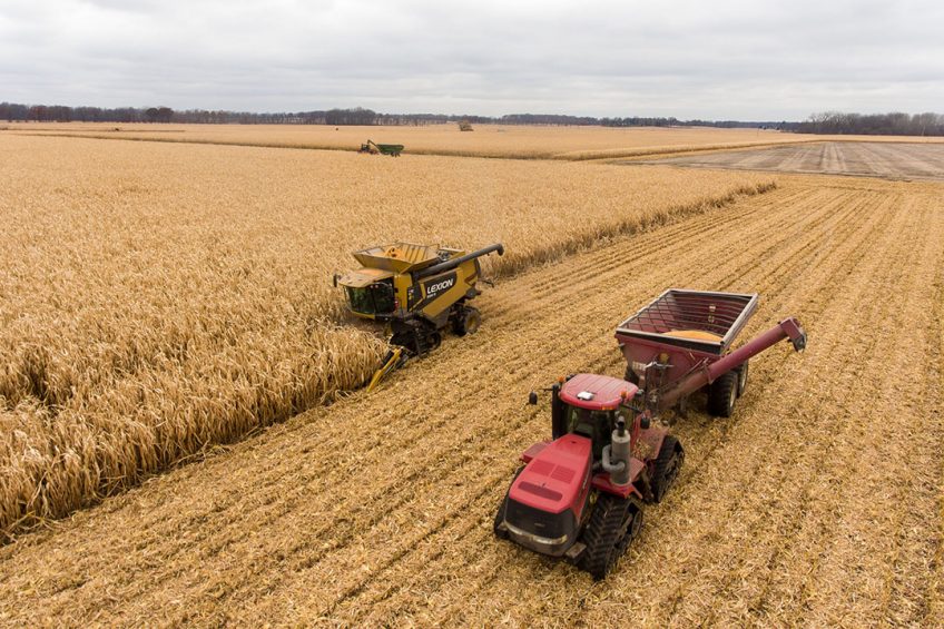 Supported by a growing demand for corn as feed, some 95% of corn produced in the country is used in the country’s feed industry. Photo: Loren King