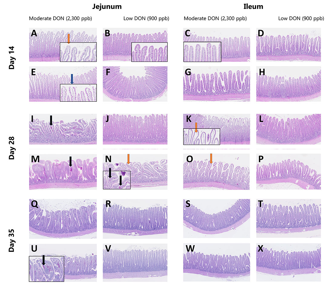 Figure 1. Illustrative images of periodic acid–Schiff (PAS)-hematoxylin-stained sections of jejunum and ileum from broilers fed the experimental diets. Orange arrows indicate denuded lamina propria, the blue arrow shows damage in the villus tip, and black arrows indicate blood in the villi. Scale bars = 100 µm.