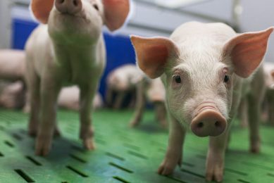 Higher ADG and lower diarrhoea score in piglets fed a starter diet with a highly digestible, low-ANF soy protein source. Photo: Hamlet Protein
