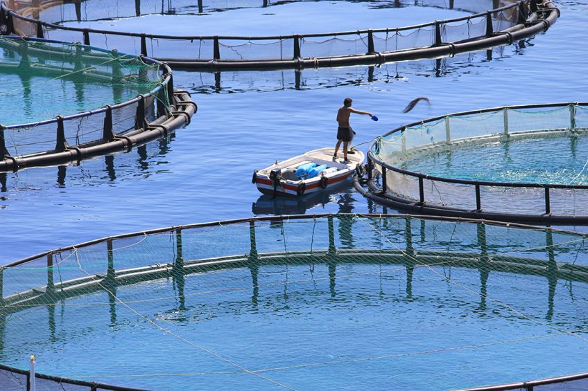 It is expected that over 60% of global seafood production for human consumption will be farmed by 2030. Photo: Shutterstock