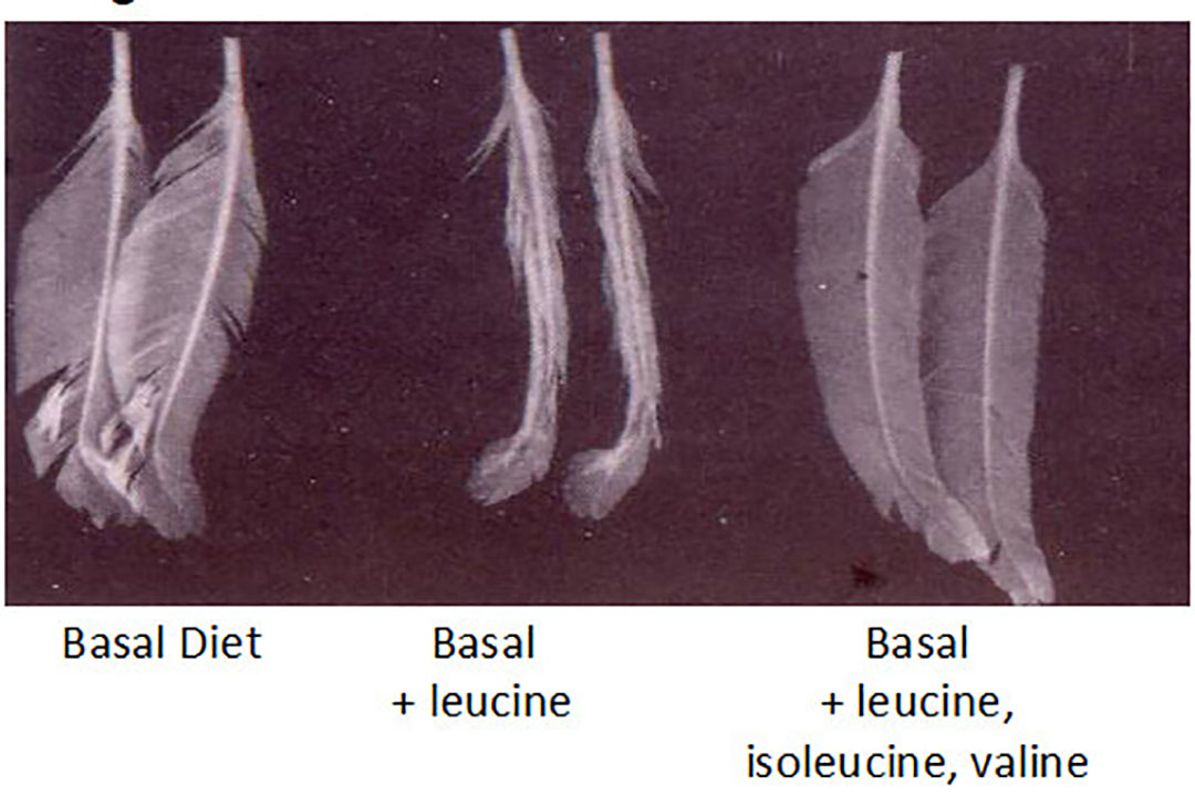 Illustration 1: Effect of branch chained amino acids on feather growth. Photo: Mario Penz