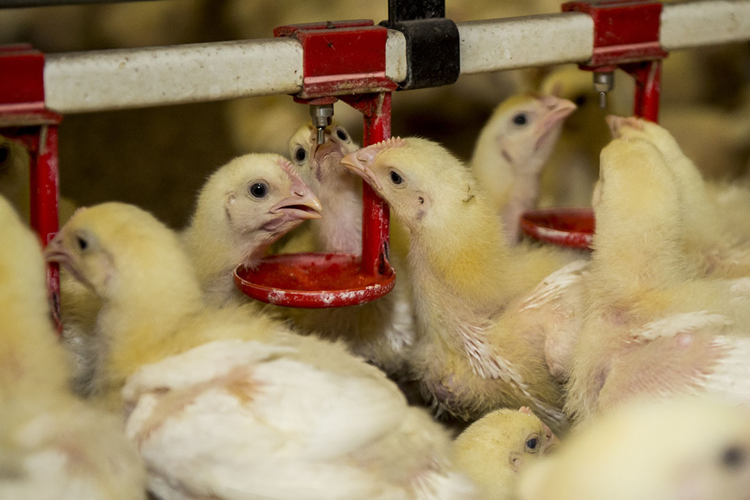 Schothorst Feed Research evaluated that broiler chickens fed a diet containing moderate levels of DON will perform inefficiently. Photo: Reinade Vries