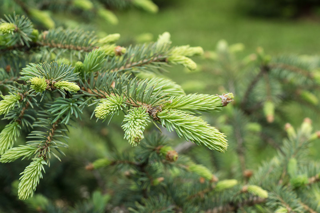 Novel feed binders obtained from forest biomass could be a valuable alternative. Photo: Anna Sadovskaia