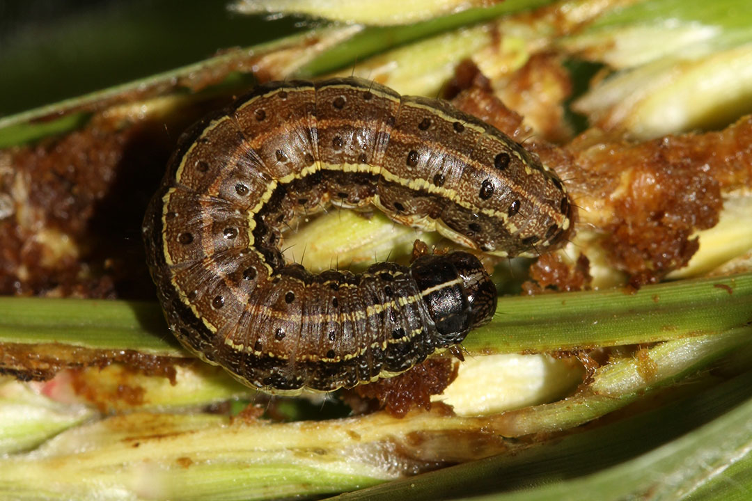 Fall armyworm larva feeding on maize tassel. Photo: Subramanian Sevgan
