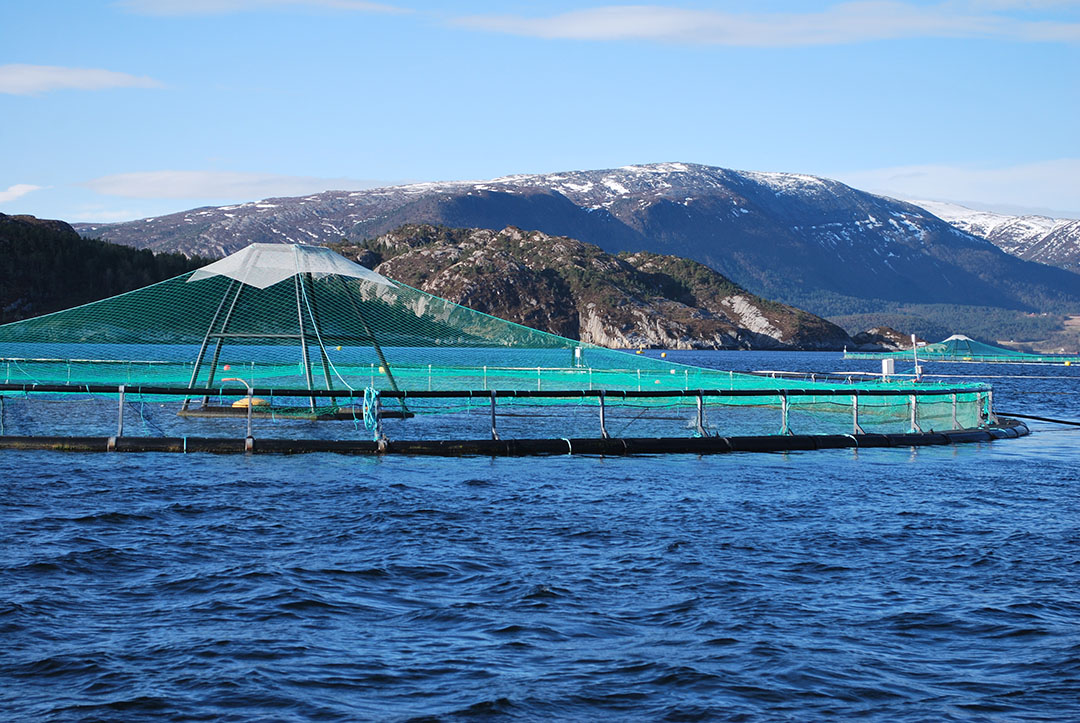 While fish oil and meal make ideal feed ingredients for many aquaculture species, replacements are needed due to sustainability concerns. Photo: Anders Kiessling