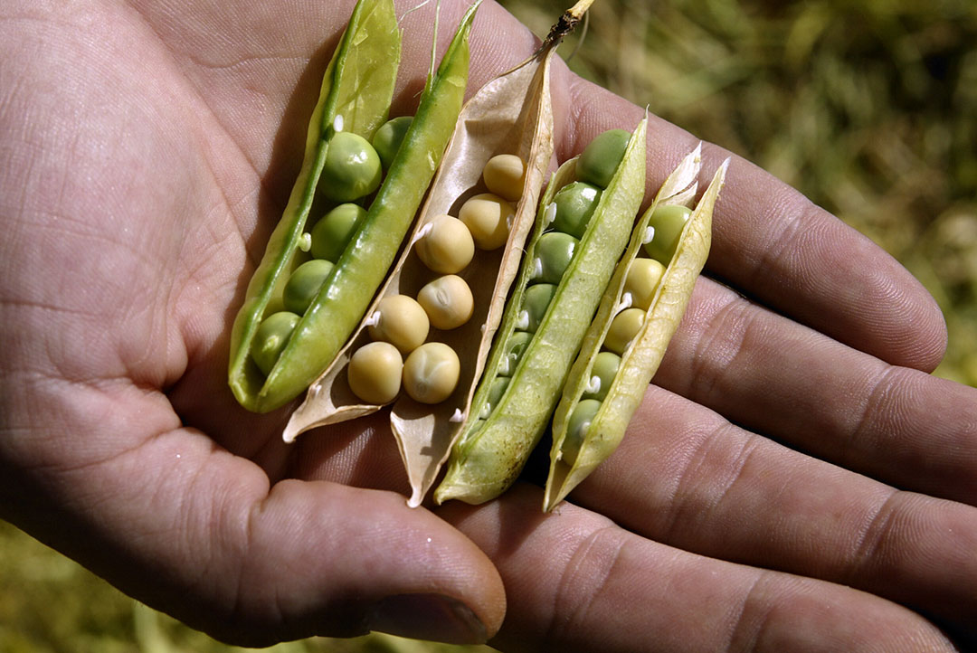 There are few disadvantages for various types of pulses as a replacement for soybean meal. Photo: Hans Prinsen
