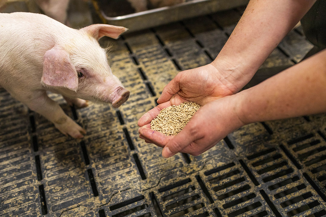 Clean feed ingredients go a long way in ensuring gut health, which can lead to improvements in overall health of the animal. Photo: Hamlet Protein