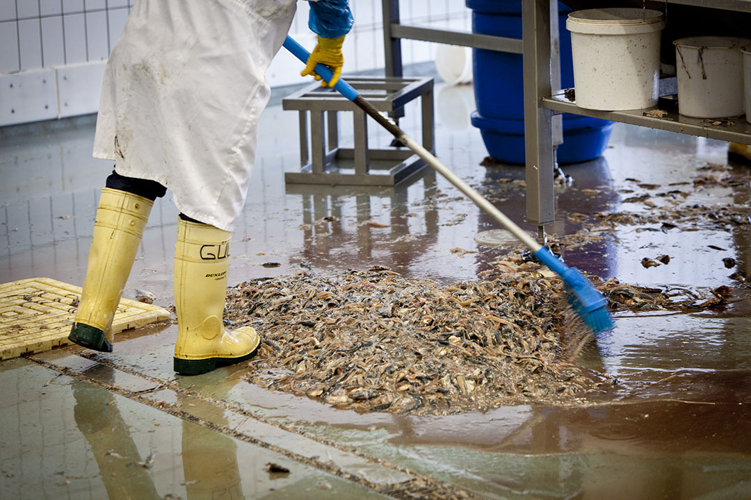 Fish waste can be turned into animal feed by grinding, acidifying and then storage. Photo: ANP