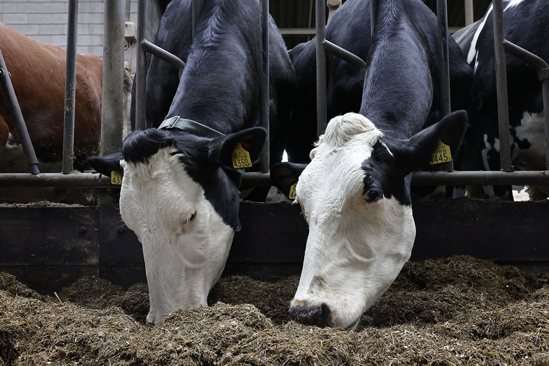 Animals are capable of synthesizing Vitamin B compounds through the microbial action taking place in the rumen. Photo: Ruud Ploeg
