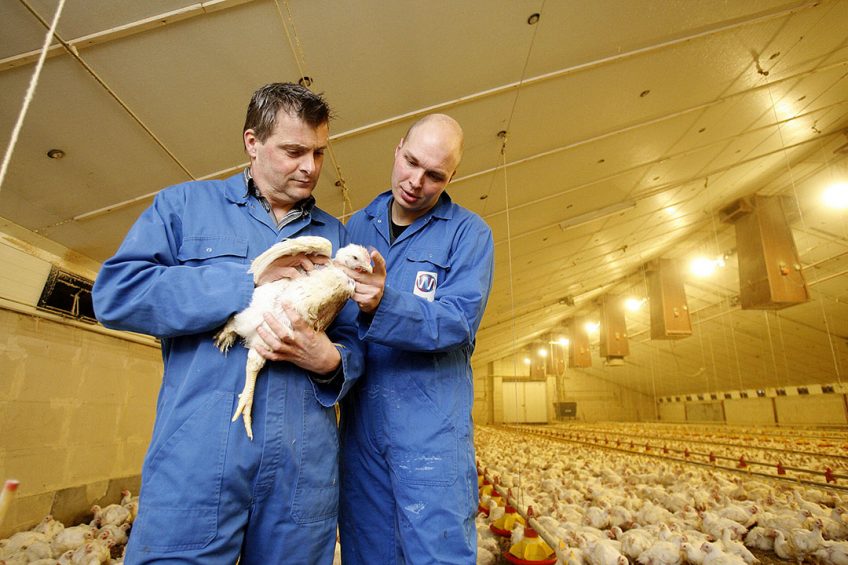The impact of unintentional feed restriction is undoubtedly a factor at high stocking densities in the later part of the broiler growing cycle. Photo:Hans Prinsen