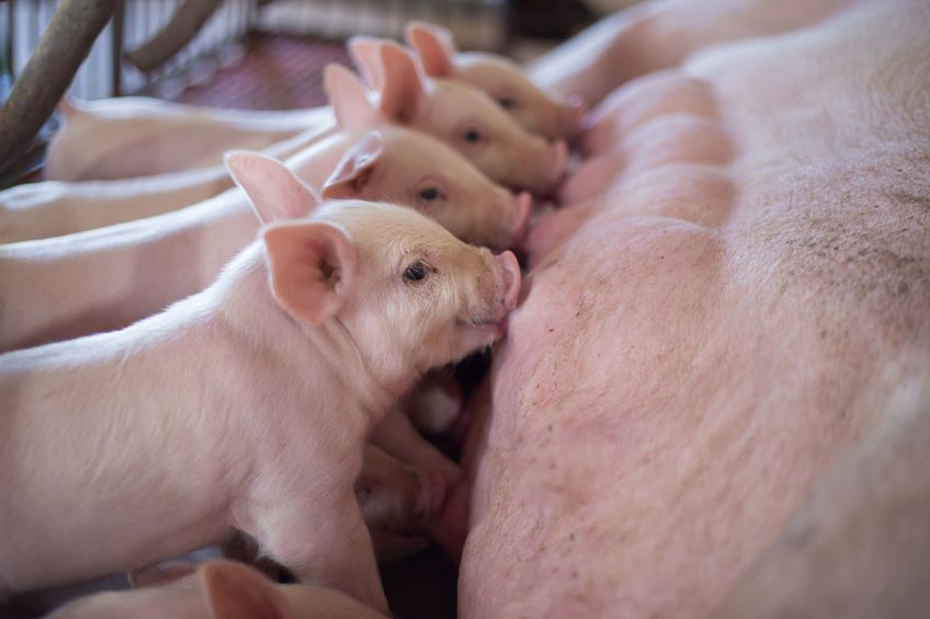 Better health outcomes start with robust immunity in piglets from birth. Photo: DSM/Shutterstock