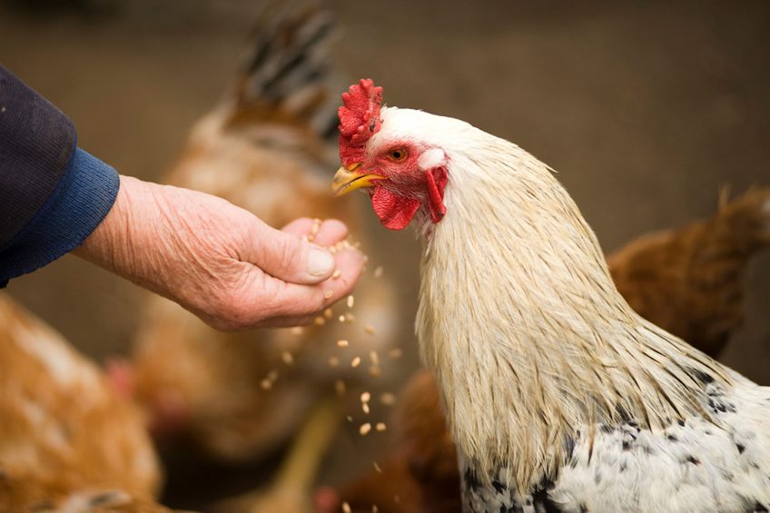 Animal nutrition company joins forces to enrich human health - All About  Feed