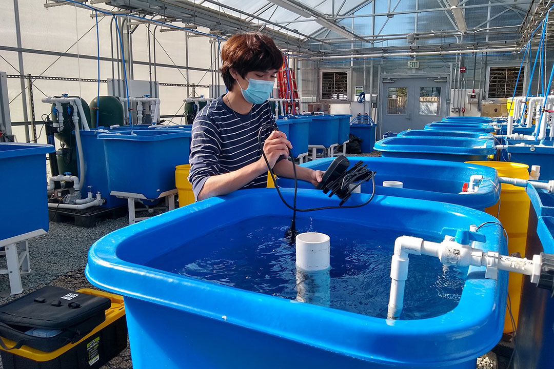 Dr Pallab Sarker of the University of California studied the effect of feeding microalgae to tilapia. Photo: Dr Pallab Sarker