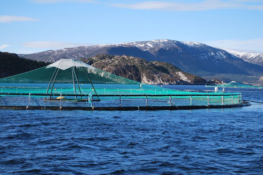 sustainable fish feed Photo: Anders Kiessling