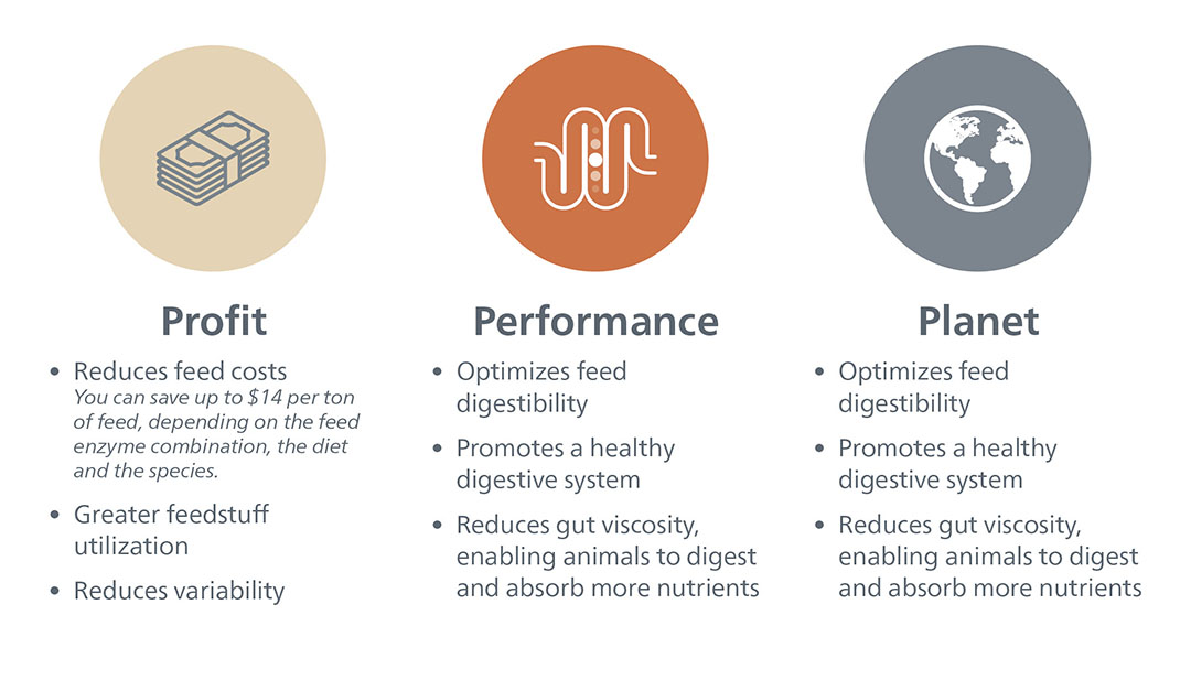 The use of enzymes has emerged as an important contribution to the sustainability of animal production. Photo: Alltech