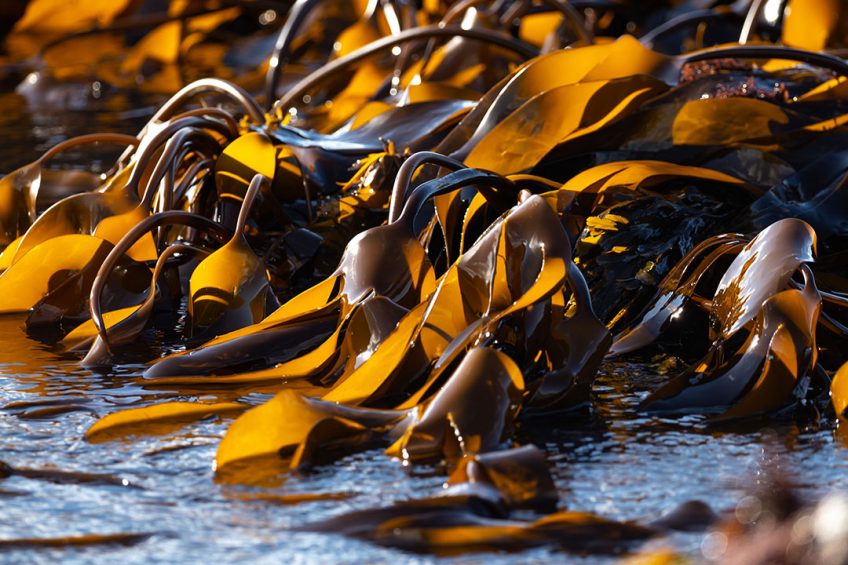 The protein value of two seaweeds grown in Norwegian waters were recently evaluated. Photo: Ben Wicks