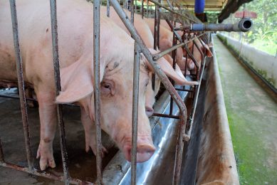 Gestating sows in hot conditions, on a farm near Ho Chi Minh City, Vietnam. Photo: Vincent ter Beek