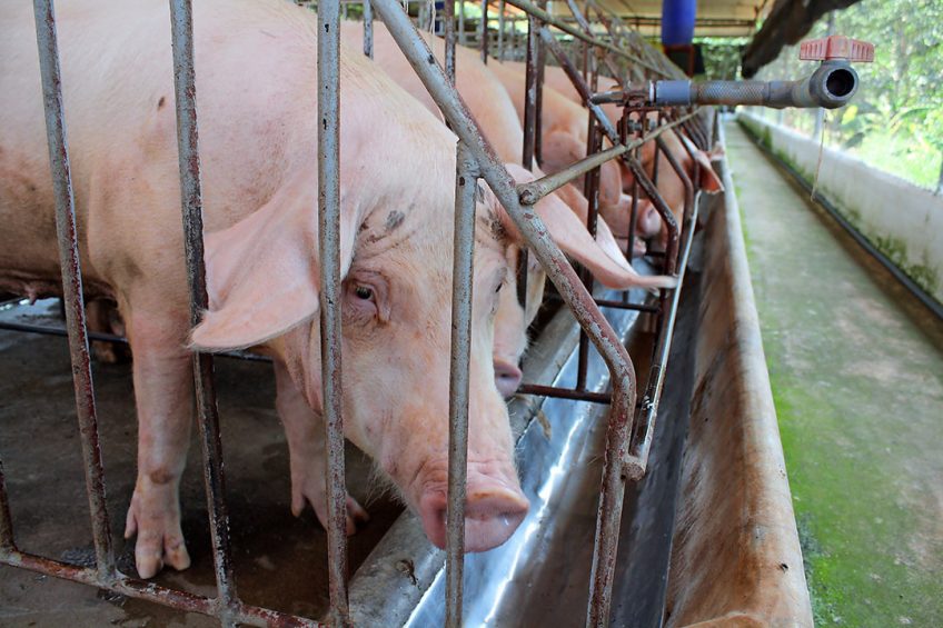 Gestating sows in hot conditions, on a farm near Ho Chi Minh City, Vietnam. Photo: Vincent ter Beek