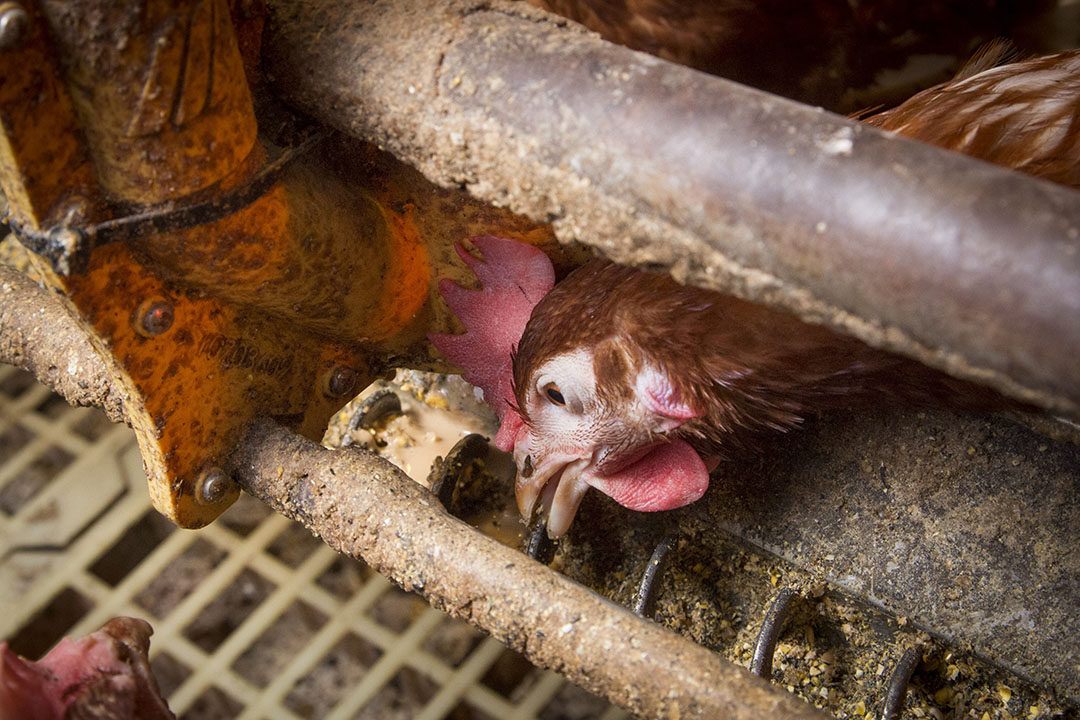Rancidity of feed may lead to digestive upsets and reduced performance among chickens. Photo: Koos Groenewold