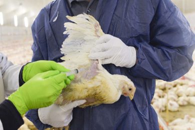Globally, 72% of blood samples show that animals are at a medium risk of exposure with four or more mycotoxins detected simultaneously. Photo: Innovad