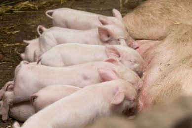 There are 2 crucial weeks in a piglet’s life: the week after birth and the week after weaning. Photo: Novus