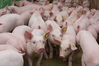 At 2000 FTU/kg, the enzyme overcame the negative impact of highly soluble Ca on the digestive performance of piglets. Photo: Jan Sibon Fotografie
