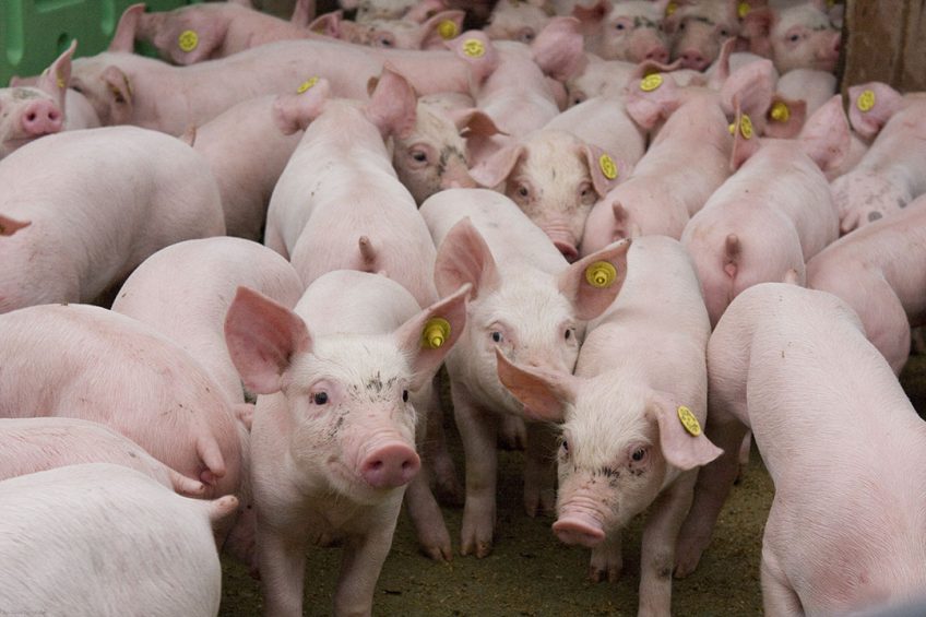 At 2000 FTU/kg, the enzyme overcame the negative impact of highly soluble Ca on the digestive performance of piglets. Photo: Jan Sibon Fotografie