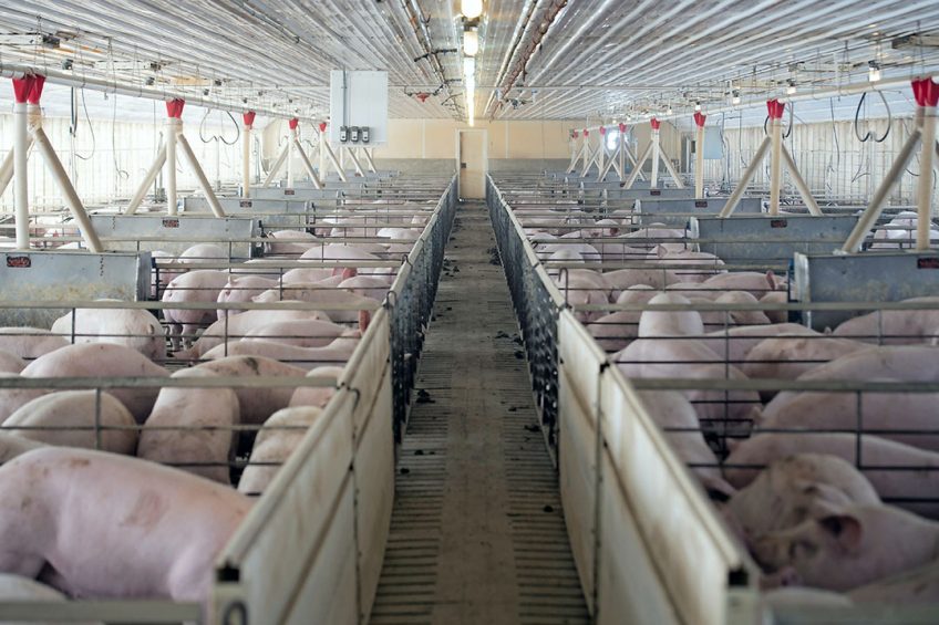 A finisher barn in Iowa, United States. The farm does not play a role in this article. Photo: Craig Lassig, EPA