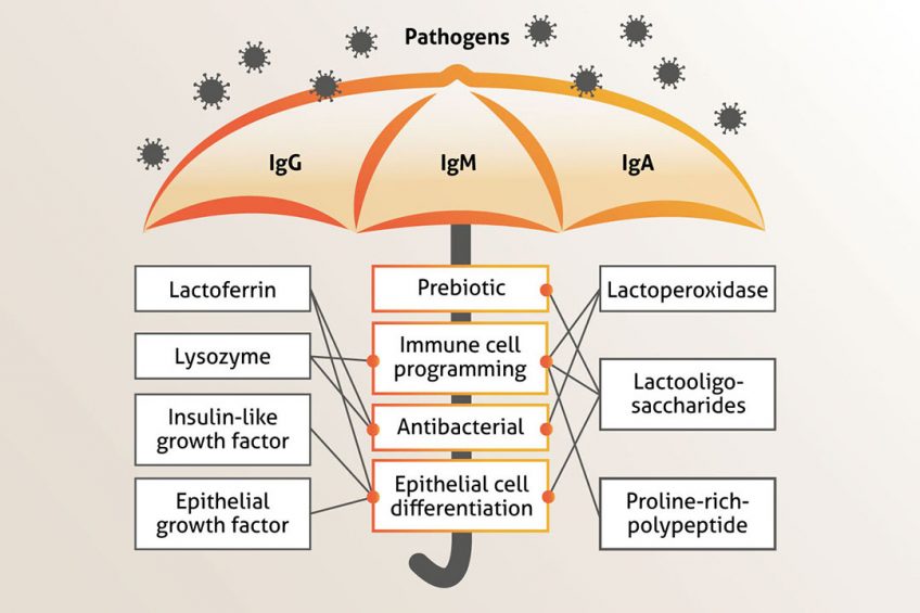 calf immunity Photo: Phytobiotics