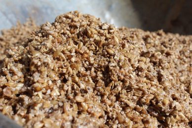 Brewer’s spent grain is a highly-palatable, wet, low-cost protein feed ingredient. Photo: Shutterstock