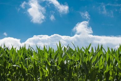 The Philippine government forecasts calendar year 2021 corn production will reach 8.85 mmt, which assumes maximum yield potential and minimal damage from climate events. Photo: Rudy and Peter Skitterians