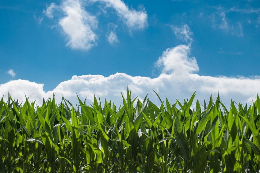 The Philippine government forecasts calendar year 2021 corn production will reach 8.85 mmt, which assumes maximum yield potential and minimal damage from climate events. Photo: Rudy and Peter Skitterians