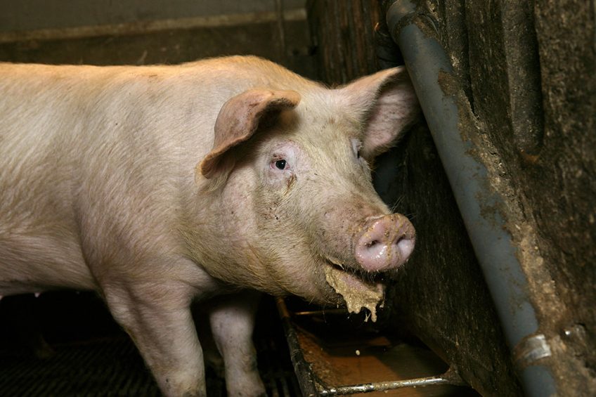 Dietary flavour supplementation improved the reproductive performance of the sows, which was associated with enhanced beneficial microbiota in the sows’ gastrointestinal tract. Photo: Jan-Willem Schouten