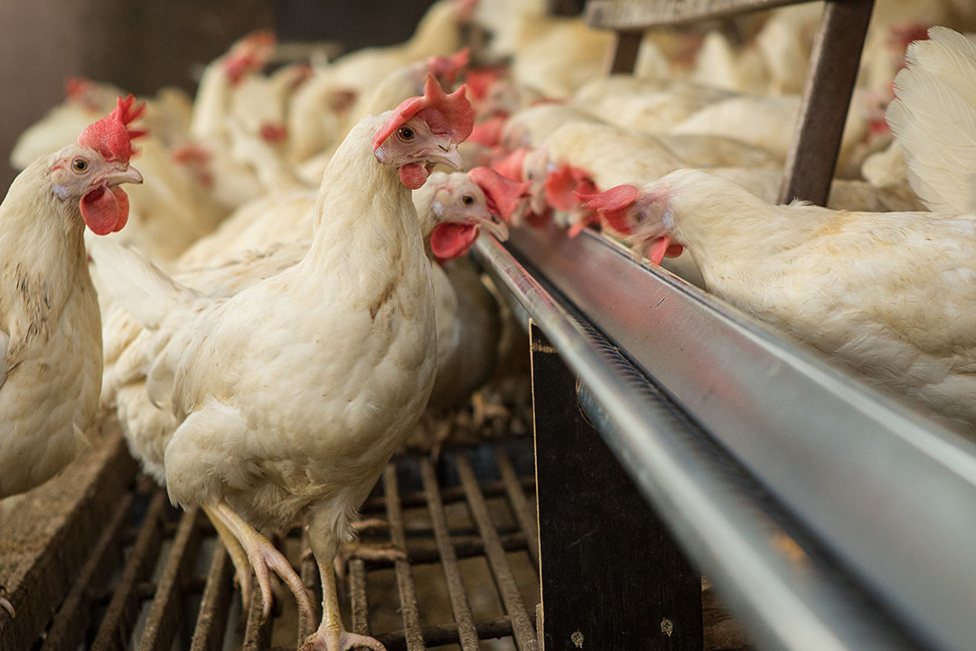 To reduce copper levels in manure, there needs to be an evaluation of copper bioavailability in the major feed ingredients, such as soy, wheat and maize. Photo: Shutterstock