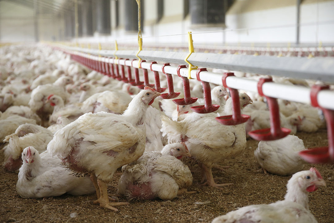 Berberine supplementation improves the antioxidant status of broilers fed diets contaminated with aflatoxin and ochratoxin mycotoxins. Photo: Hans Prinsen