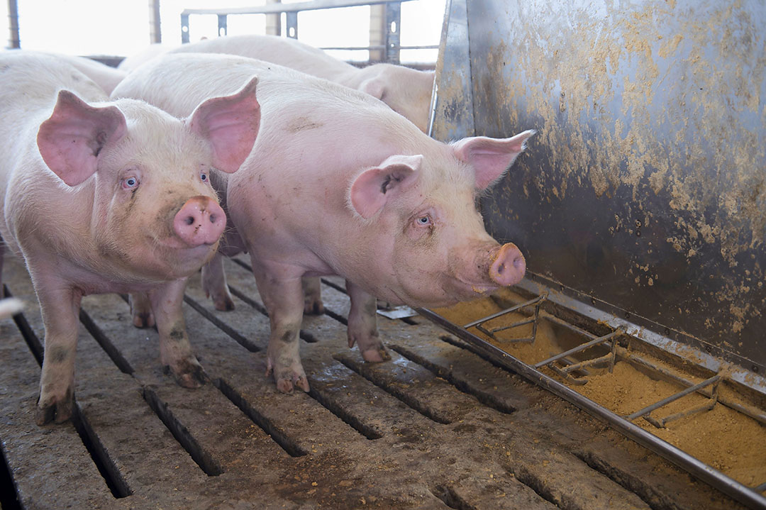 Some expect that the US pork industry will keep pushing for the continued use of RAC as they believe it allows for cheaper lean pork production. Photo: Craig Lassig, Epa