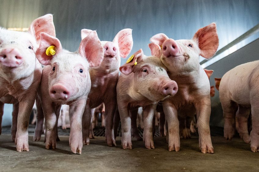 A combination of feed additives helps to enhance gut health, optimise nutrient digestion and improve piglets' immune function. Photo: Ronald Hissink