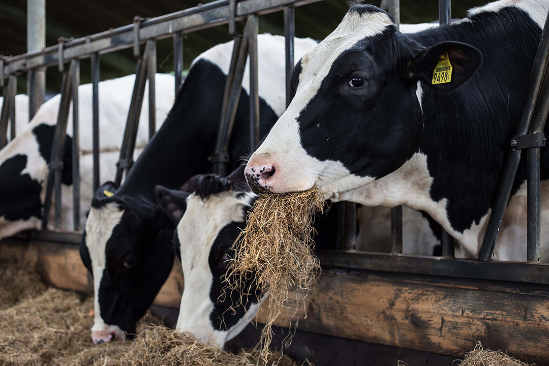 Feeding dairy cows to reduce carbon footprint - All About Feed Feeding dairy cows to reduce carbon footprint - All About Feed